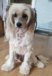 Chinese crested powder puff 