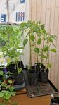 physalis 