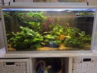Fiskar Neonteteor, ancistrus och akvarium