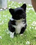 Söt liten chihuahua/pomerian 
