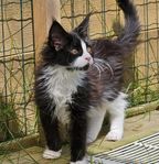 Maine Coon kattunge