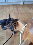 kattungar