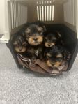 Yorkshireterrier valpar 