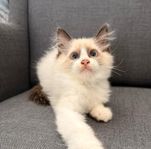 Söta Ragdoll ka