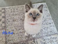 Ragdoll kattungar