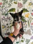 Chinese Crested Powder Puff Tik