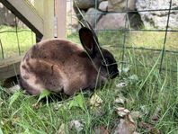 Stamtavla* Liten Rex-Hona