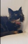 underbart go Maine Coon tjej