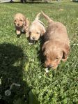 Maltipoo valpar 