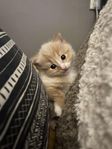 kattungar