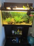 Aquarium 120L with plants and fishes