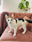 kattunge Med tillbehör 