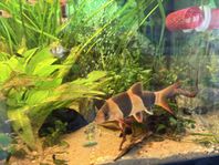 Akvariefisk Botia 15 cms