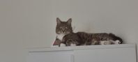 katt