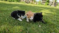 kattungar