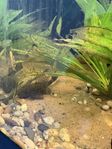 Algae eater - catfish