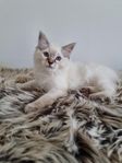 Leveransklara Ragdoll kattungar 