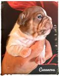 Fransk Bulldog Sv valpar