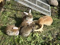 Kaninungar dvärgvädur
