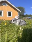 Dvärgvädur med HB
