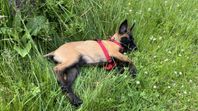 Malinois Puppy