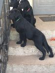Labradorvalpar 