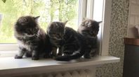 Kattungar