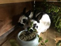 Dvärgscheck Hona 1år 