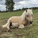 Minishetlads valack