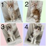 Blandras Maine Coon/Norsk Skogkatt/Huskatt kattungar 