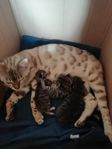 Bengal/huskattungar