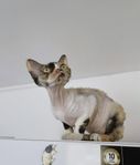 Devon Rex omplacering