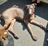 Mexikansk nakenhund 