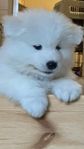 Samojed, valp m stamtavla 