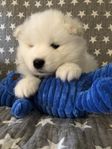 Samojed, valp SKK-stamtavla 