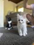 vita katter med blå ögon