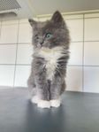 Kattunge Silver söker sitt för-alltid-hem 