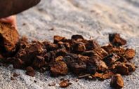 Sprängticka/Chaga