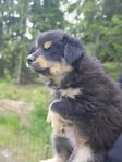 Flyttklar valp Finsk lapphund 