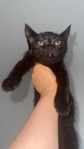 Kattungar