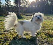 Charmiga lilla tik söker ett nytt hem