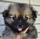Pomchi valpar (chihuahua/pomeranian)