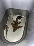akvariefisk 