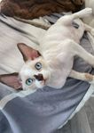 Devon rex kattungar