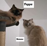 Ragdoll-kattungar