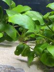 Akvarie med tillbehör