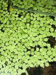 Salvinia, flytande växt