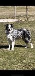 Border Collie Avelshane
