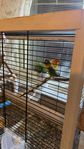 Agapornis Fischer par till salu