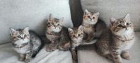 Söta brittiska kattungar